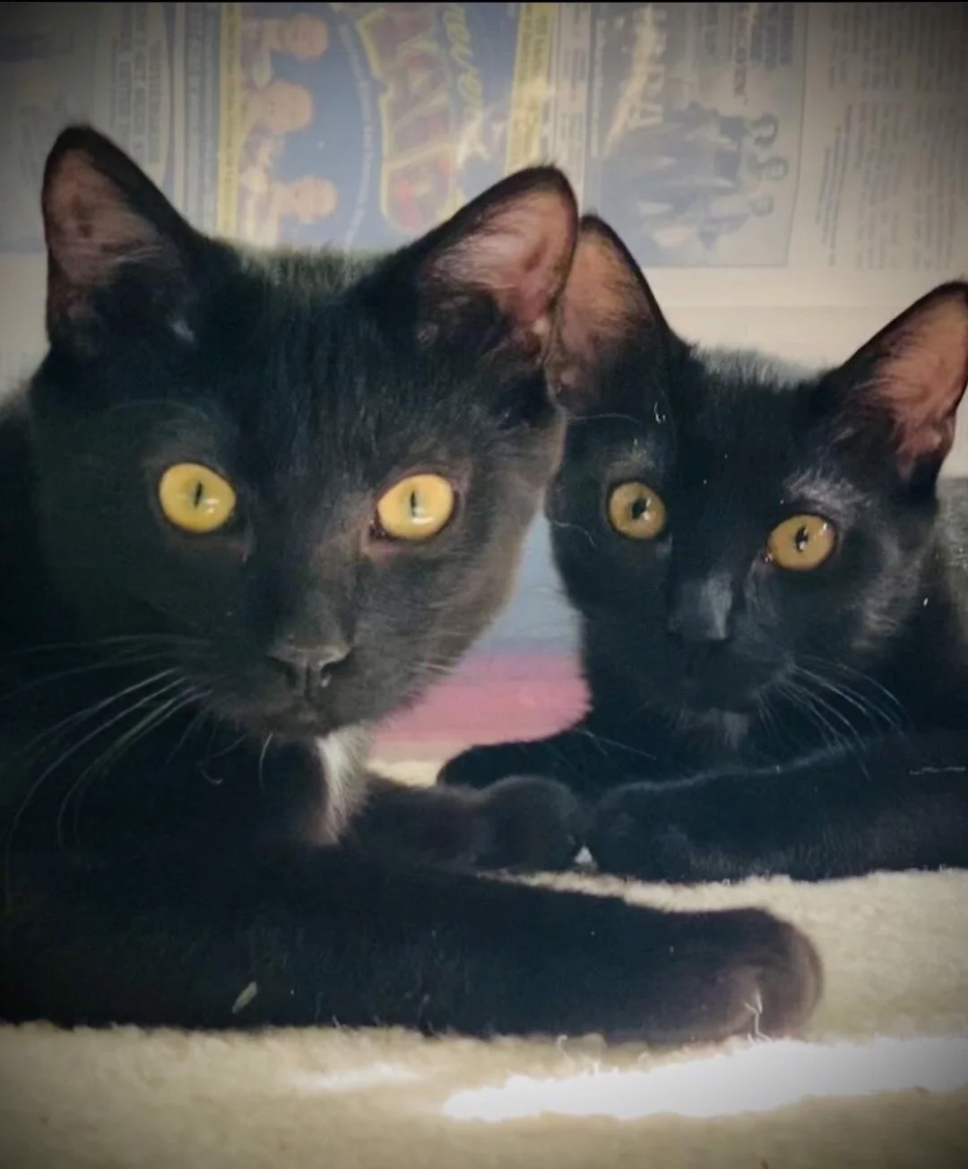 Are you considering a shy kitty friend, but you're just not sure if it's the right fit? Check out the adoption success of Raven &amp; Jiji, and how their mom knew they were just the right pair for her and her husband! 

https://www.youtube.com/watch?