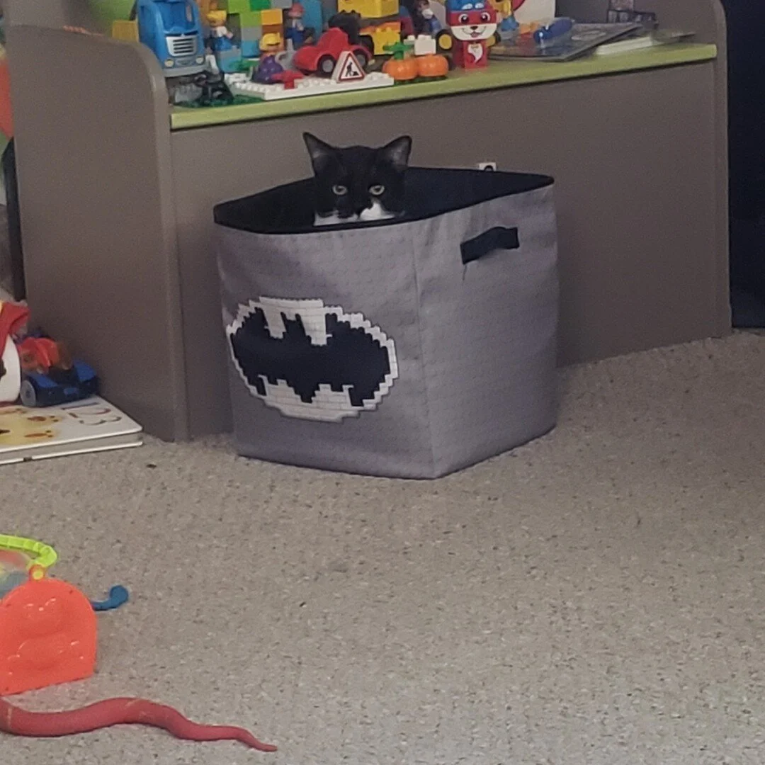 Adoption Update: Deku
Little Deku was found as a stray and his feisty nature kept him safe until he was brought to DuPage County Animal Services, and then us! He waited for just the right family to adopt him, and he has a big brother kitty named Claw