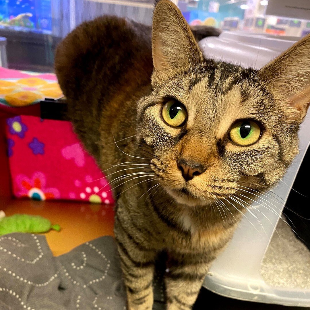 Pretty Fuji is finding her groove (confidence) and is exploring and loving play time and head pets! This sweet torbie will do best in a chill home who can give her space if she needs it (she loves to snuggle in and under bedding!) and then also be th