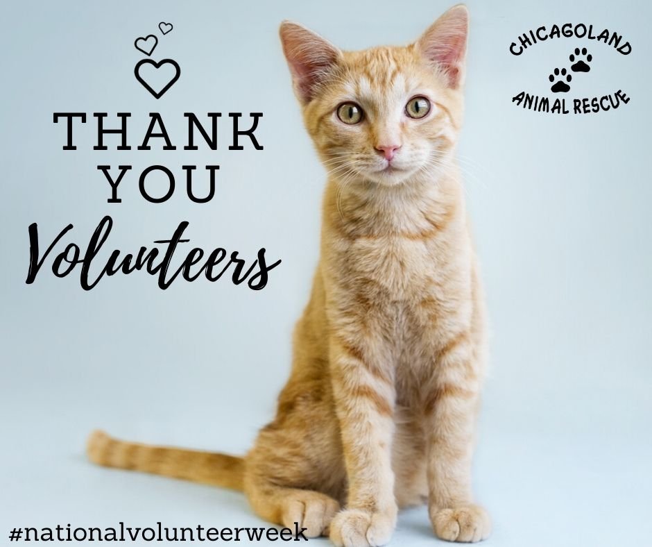 Volunteer Opportinties