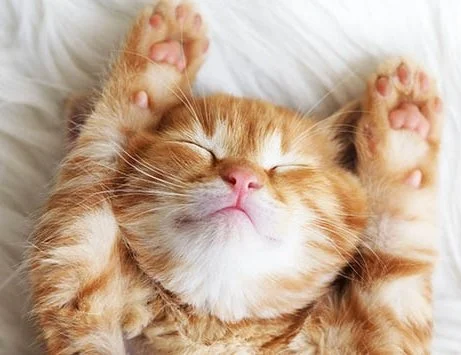 Put an End to Declawing