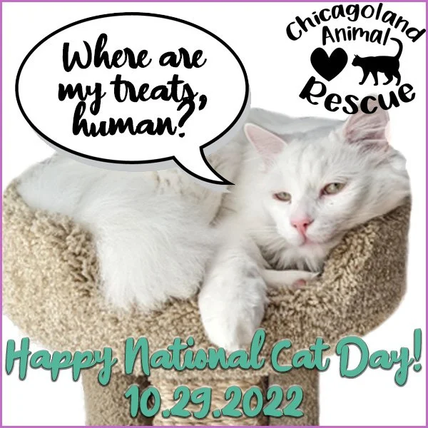 Happy National Cat Day!