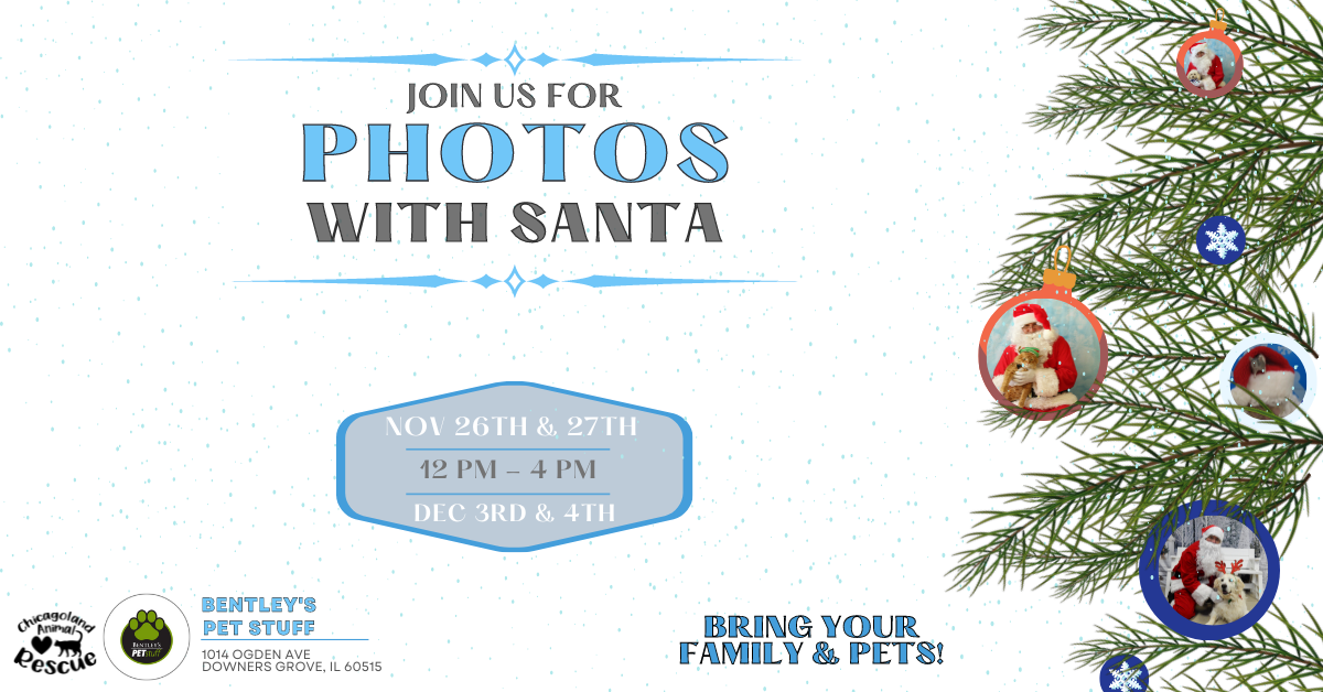 Pictures with Santa!