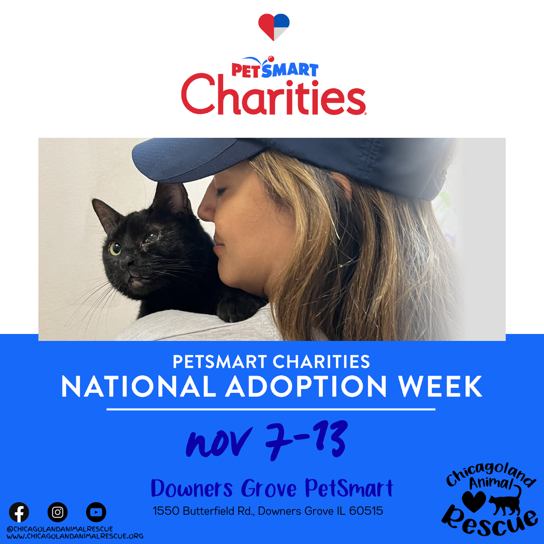 National Adoption Week 