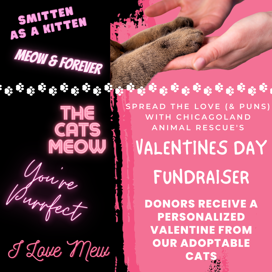 Send a Valentine from a C.A.R. Cat!
