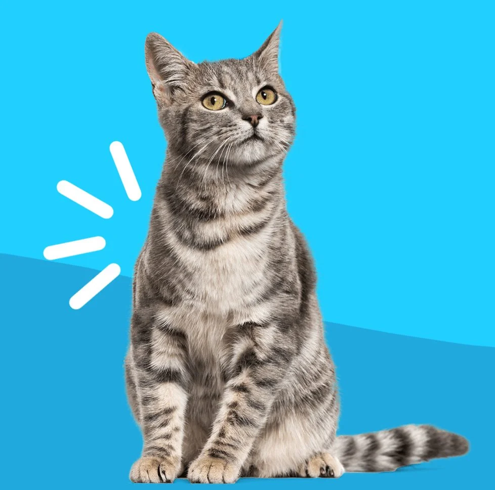 Cat Arthritis – What it is and How to Help