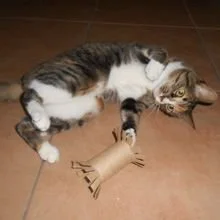 DIY Cat Toys