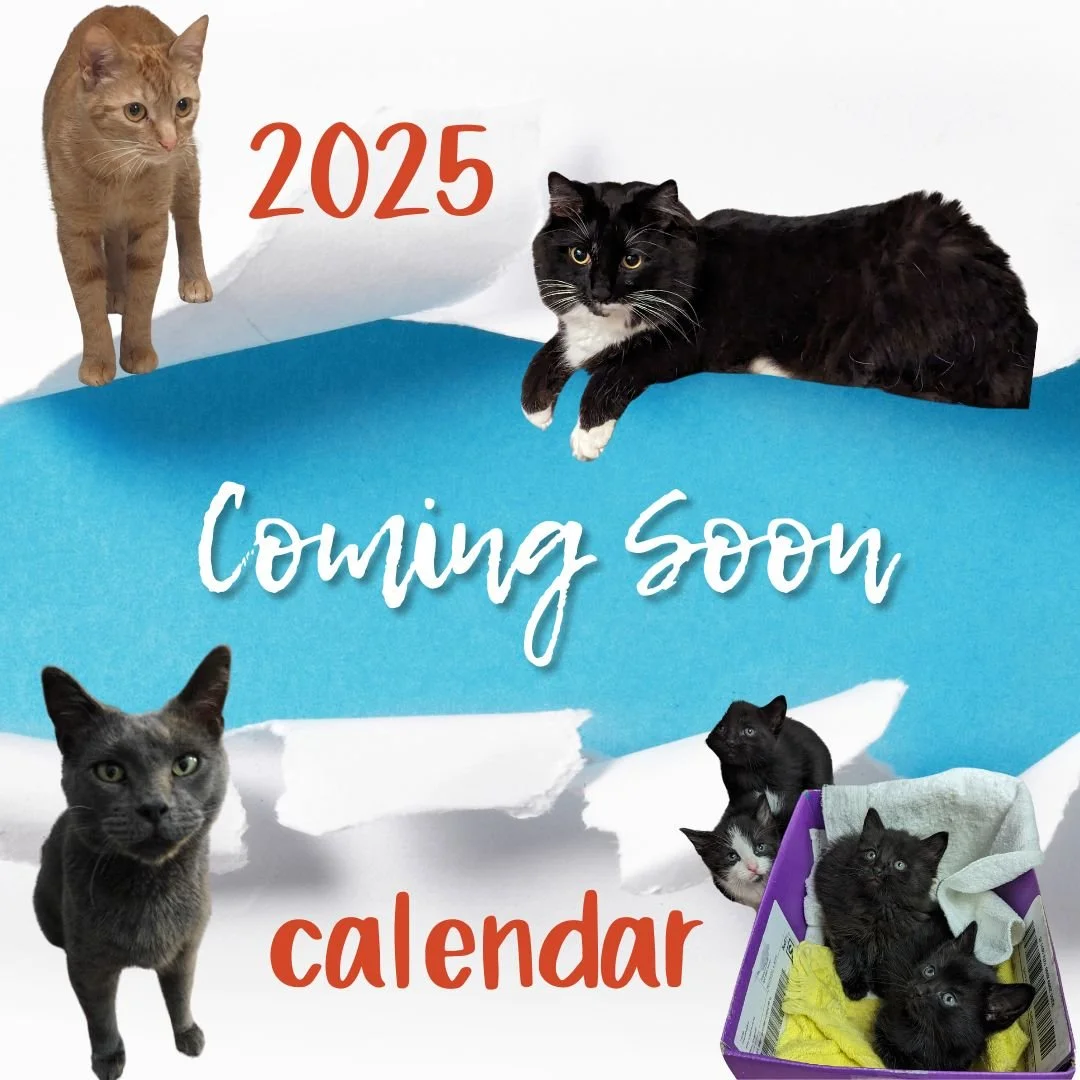Celebrate Feline Majesty: CAR Calendar Sale!