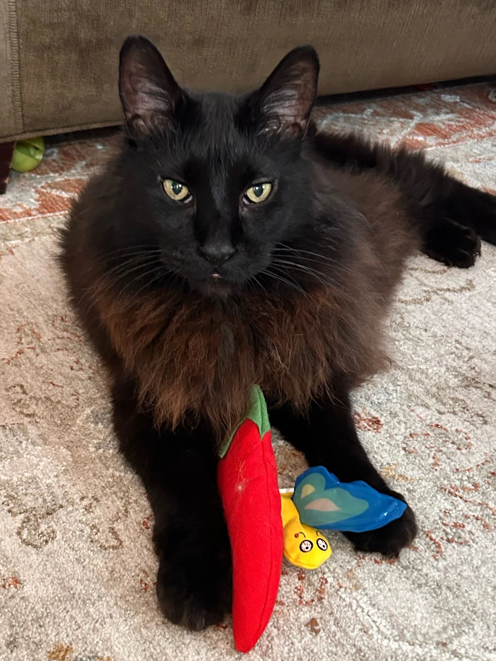 Adoption Update: Crow (formerly Frank)