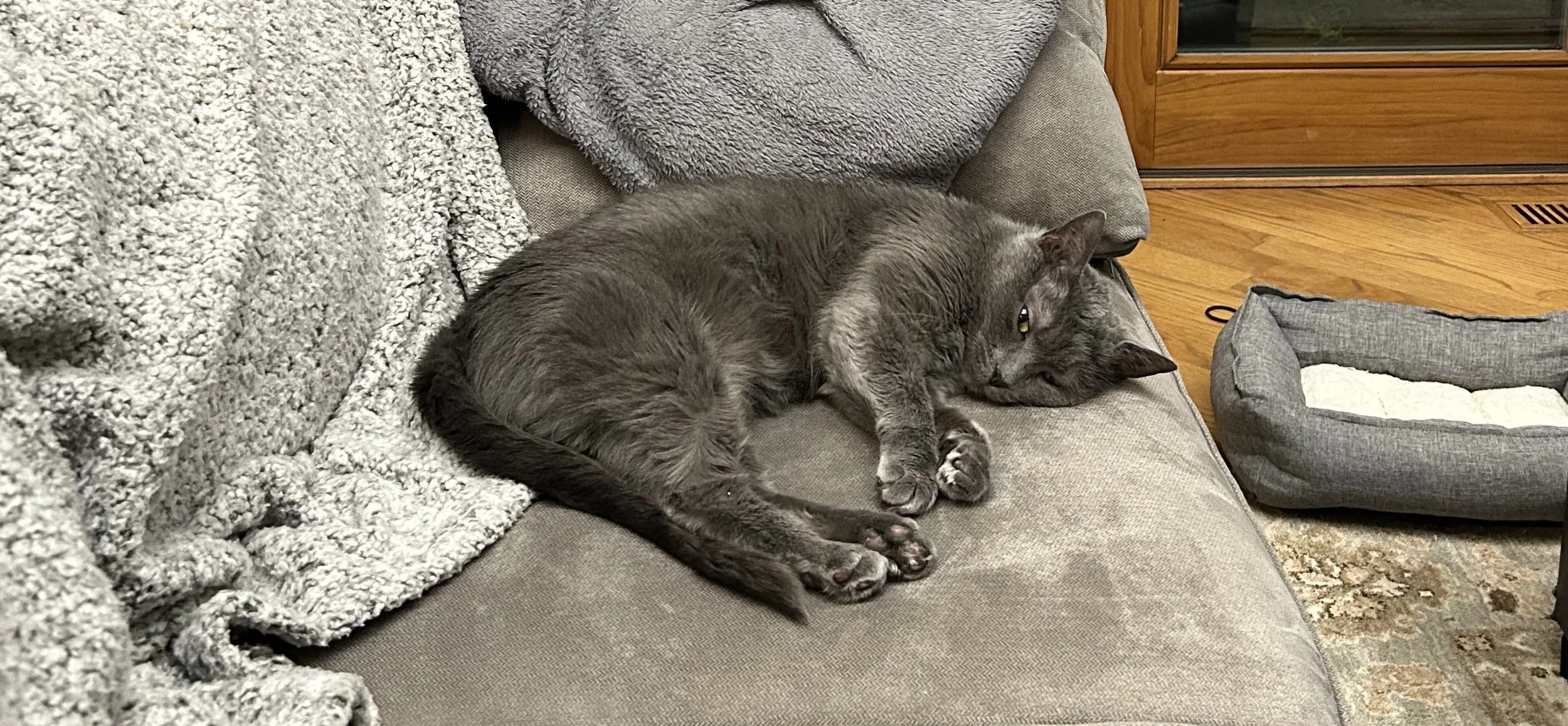 Adoption Update: Squeak (formerly Angel)