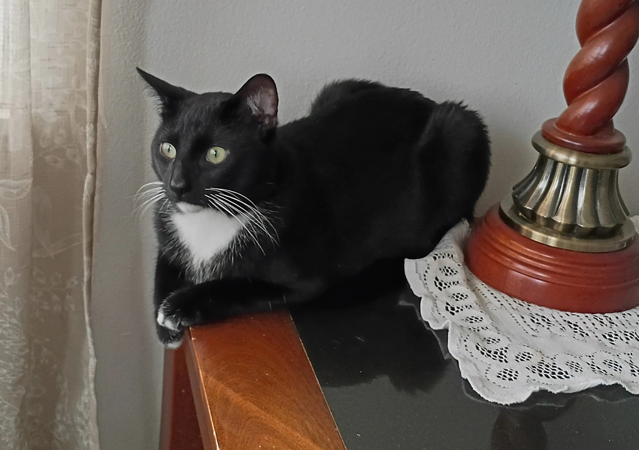 Adoption Update: B-Rad