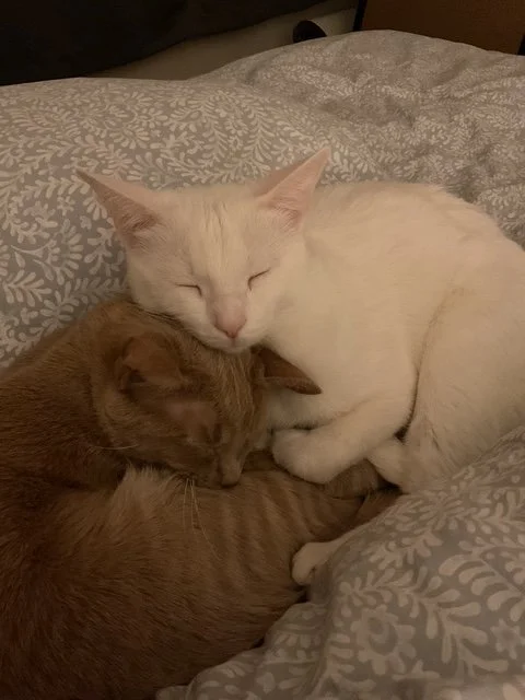 Adoption Update: Bobby &amp; Albie (Marvin)