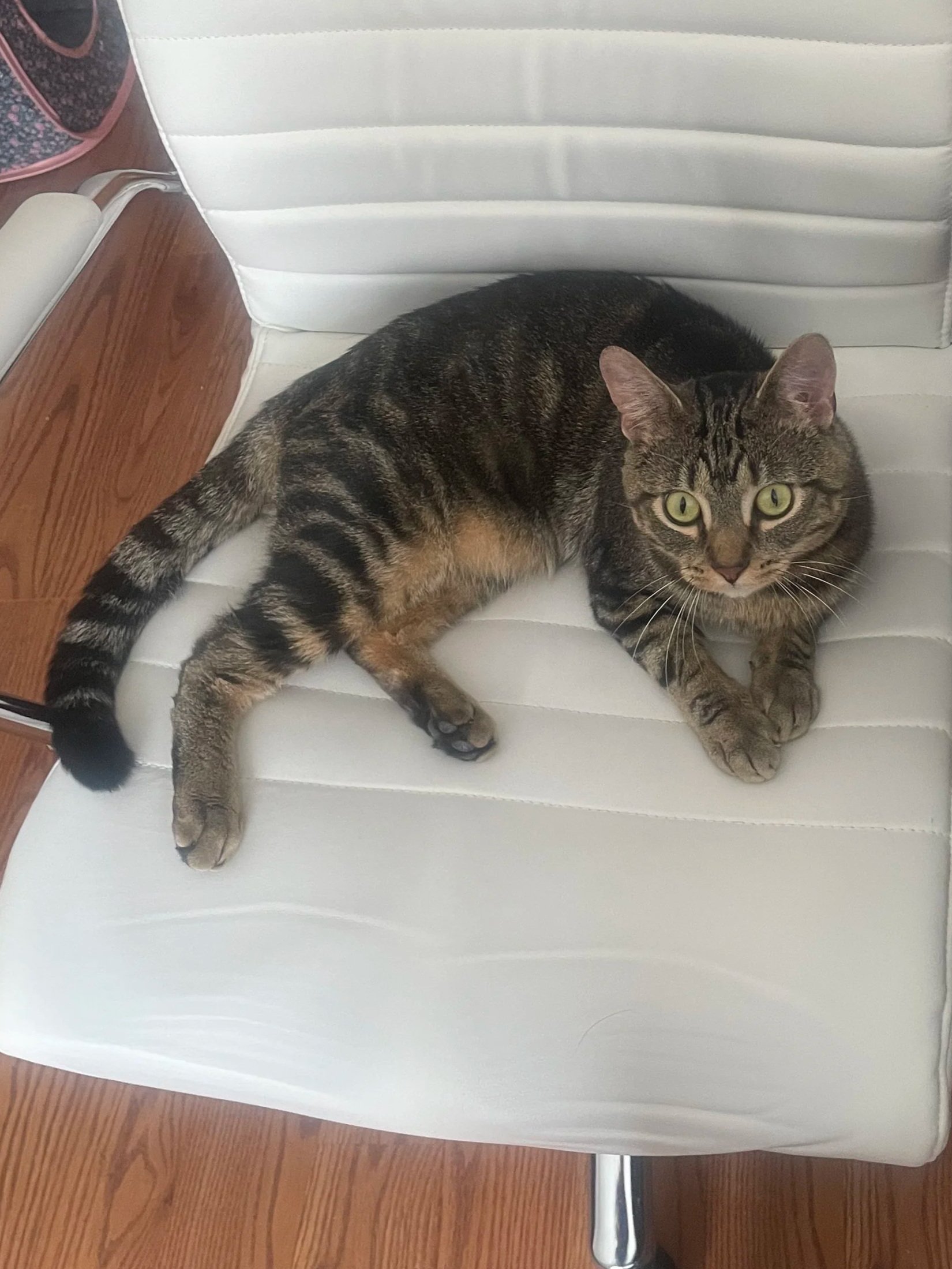 Adoption Update: Jeremiah Johnson &amp; Bob Barker