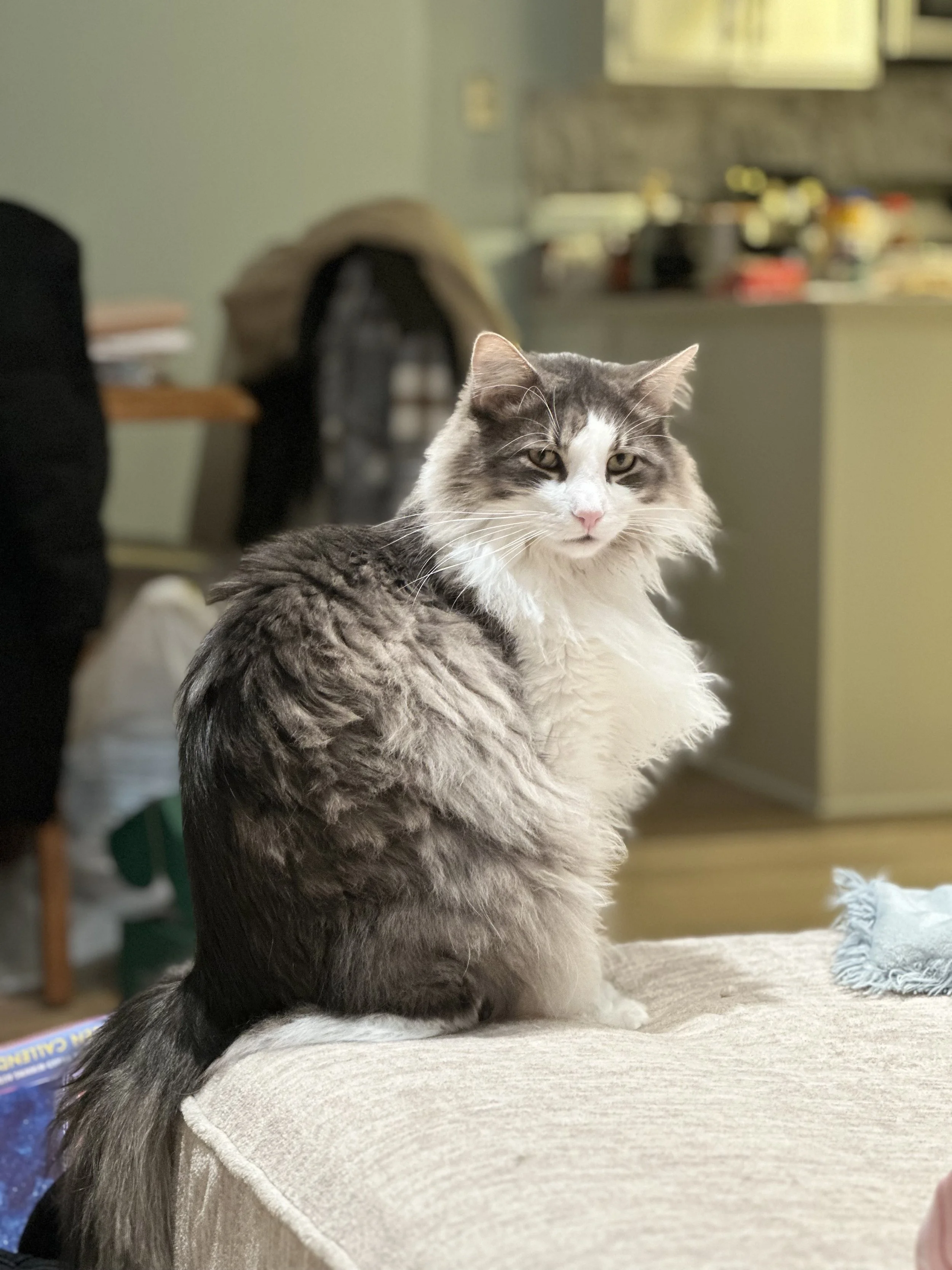 Adoption Update: Loki, Odin, &amp; Goose