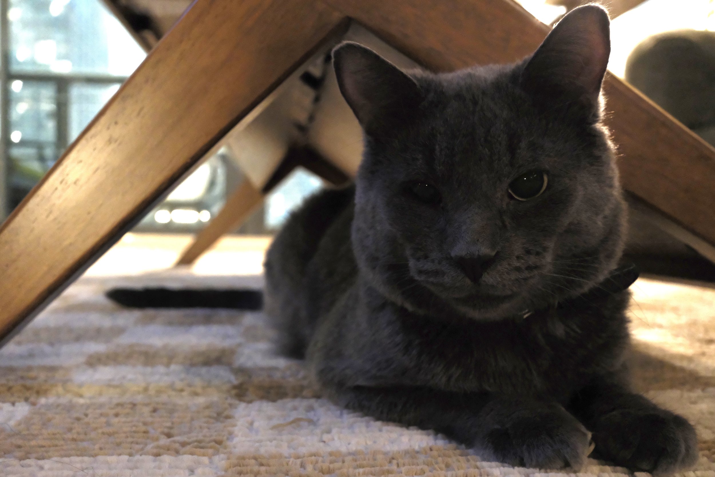 Adoption Update: Alfredo / Big Al' (formerly Haze)