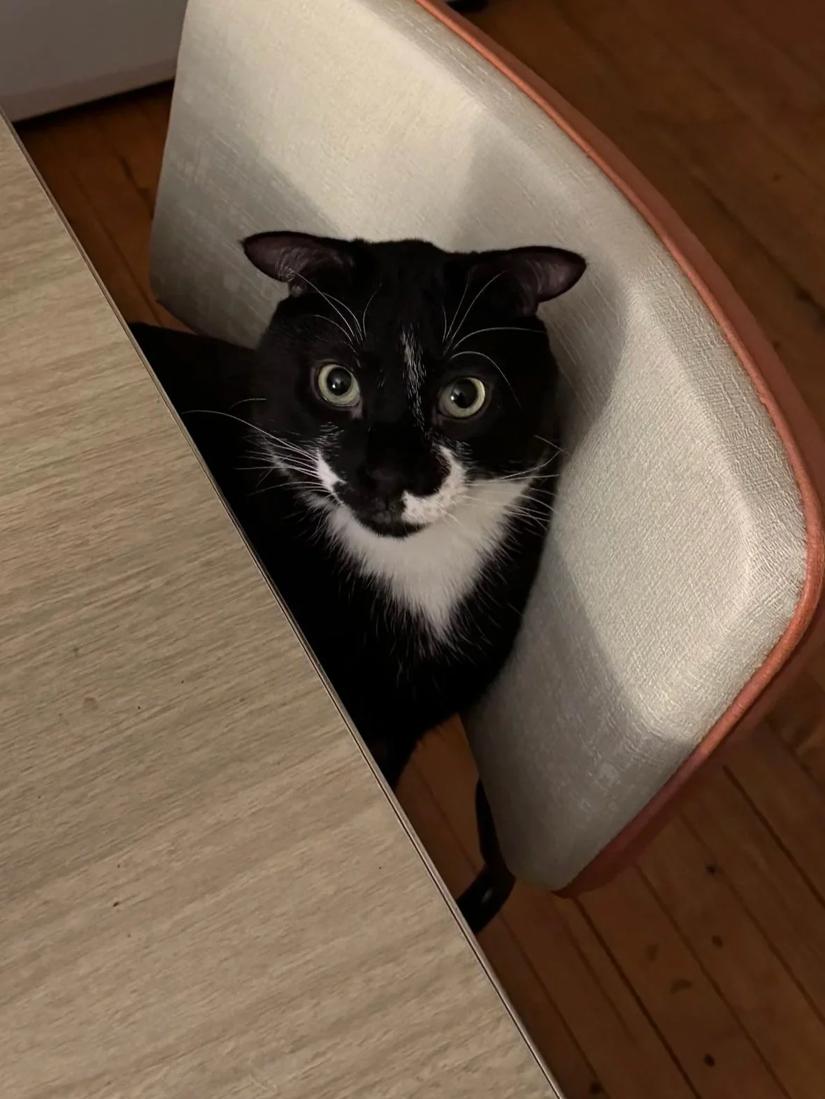 Adoption Update: Roscoe (Rozz)