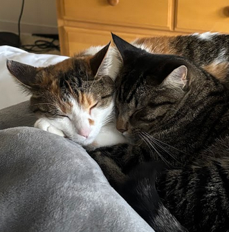 Adoption Update: Vivi &amp; Johnny (now Livy and Kaiba)