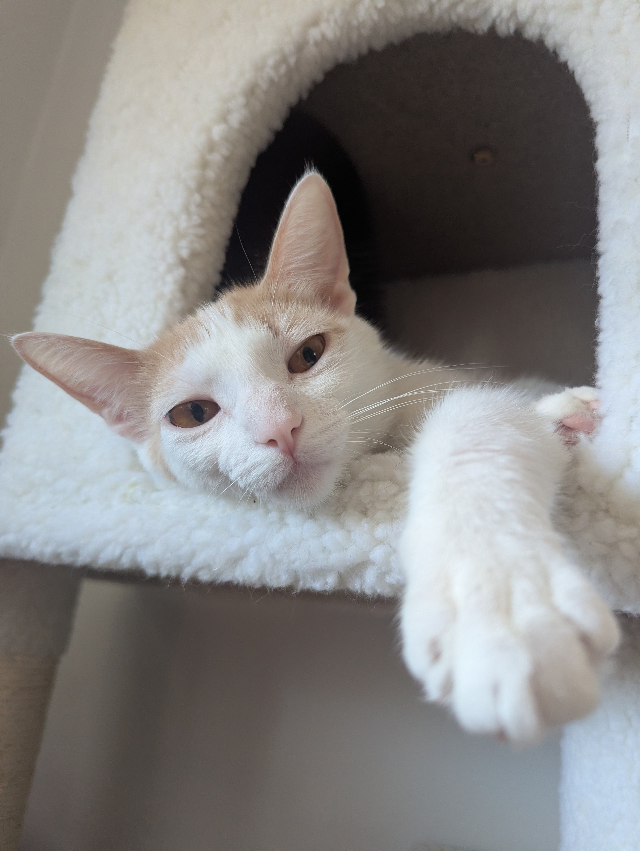 Adoption Update: Frank and Pixie