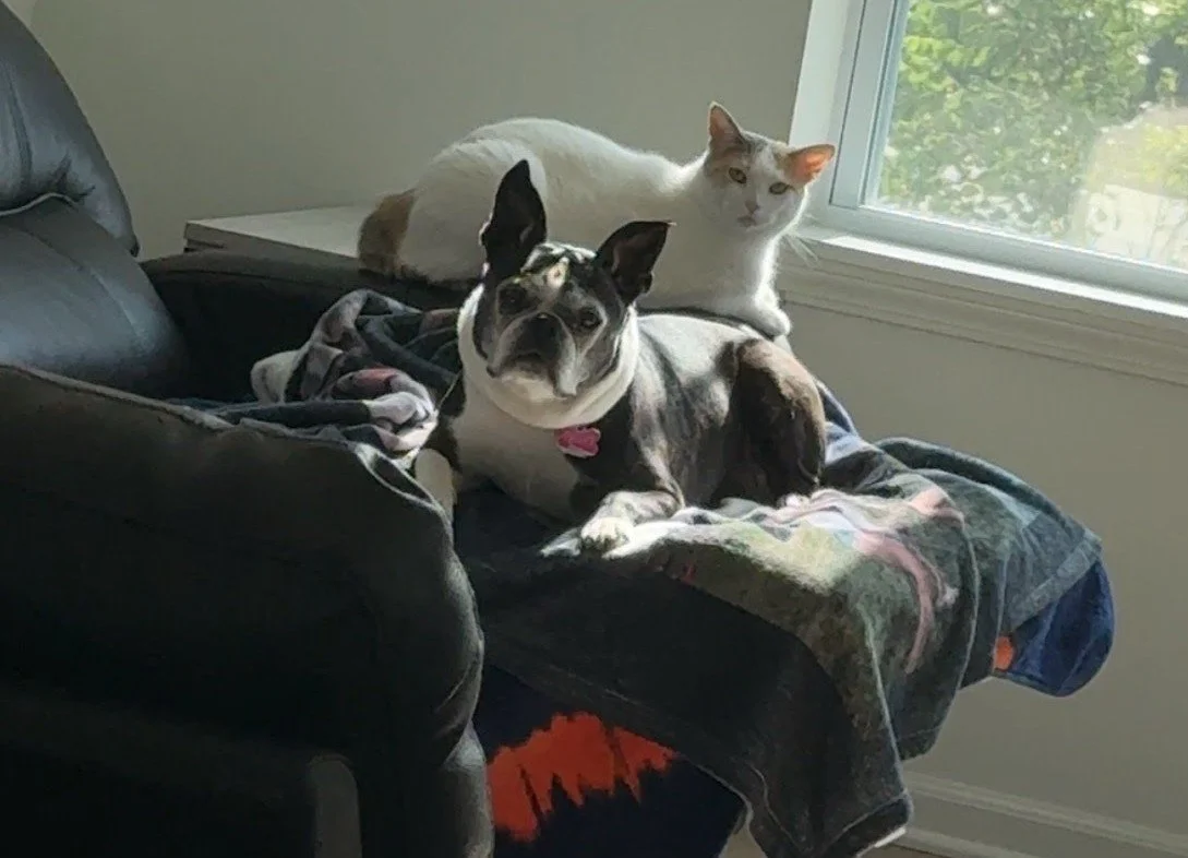 Adoption Update: Bella