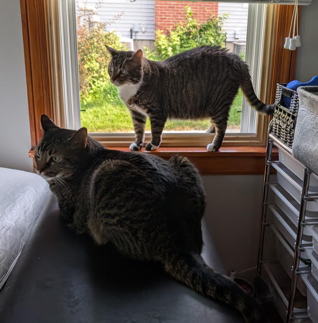 Adoption Update: Fergi &amp; Aiden