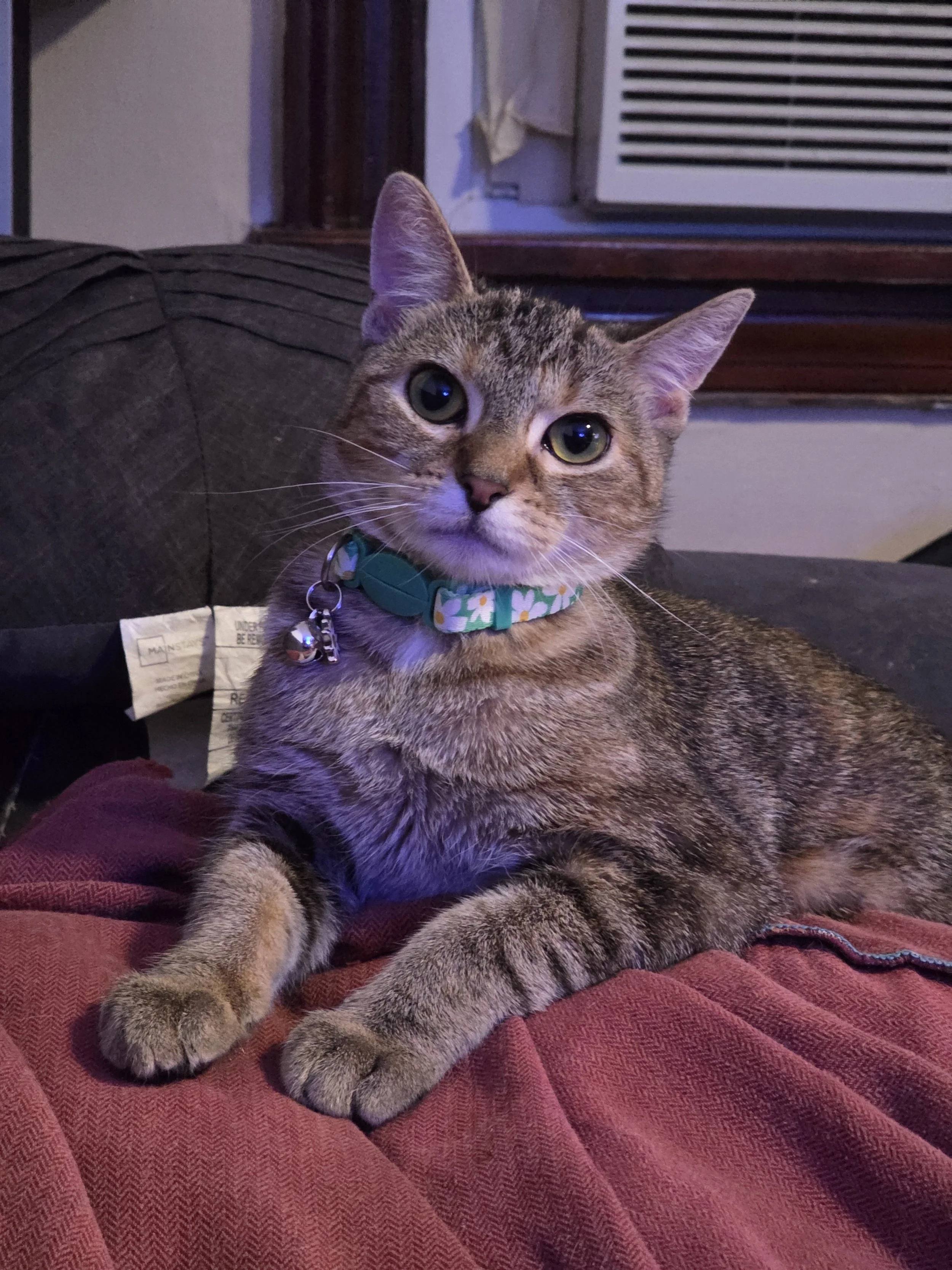 Willow: One Month Adoption Update! 🐾