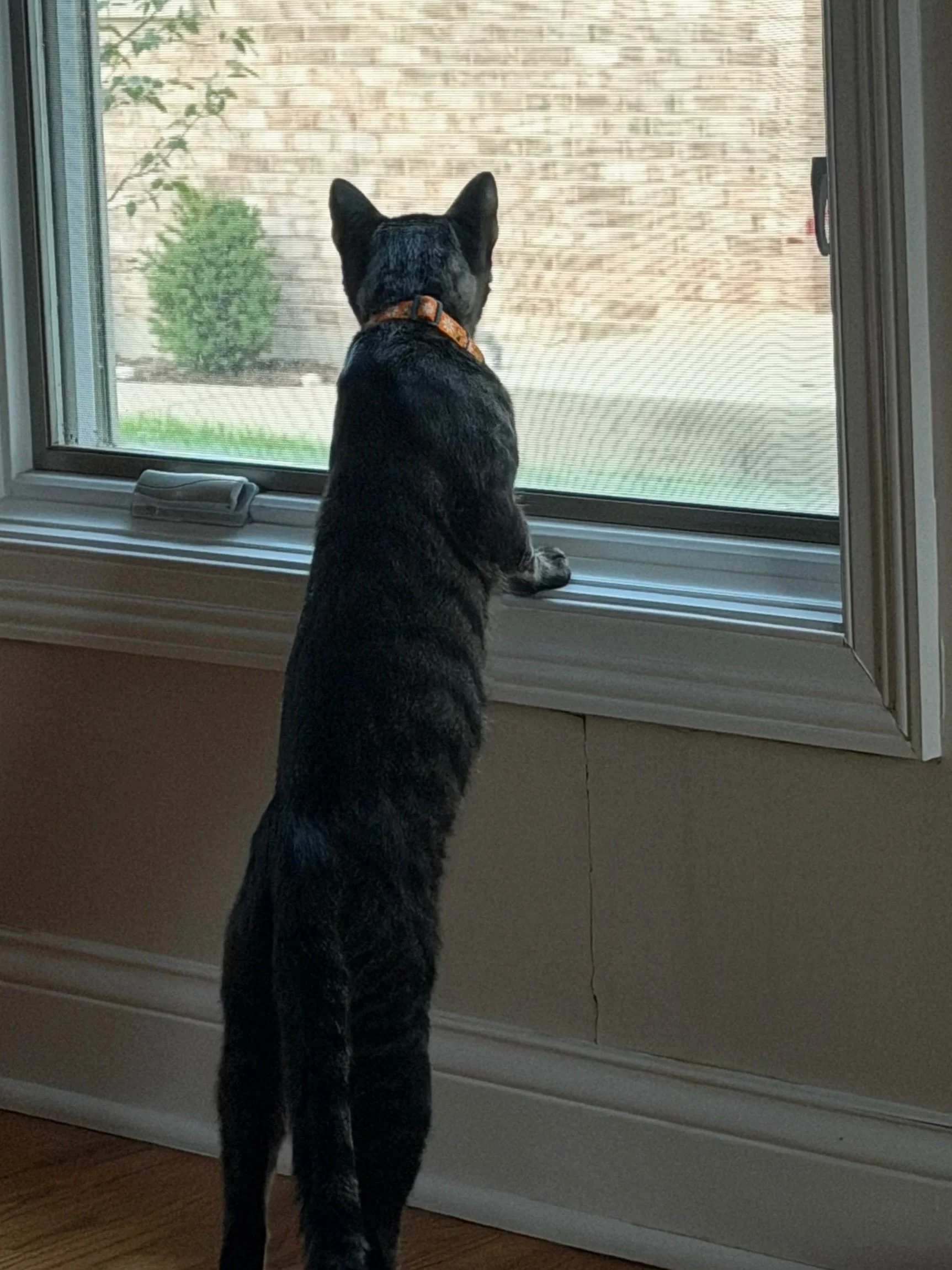 Adoption Update: Milo (Formerly Muffin Man)