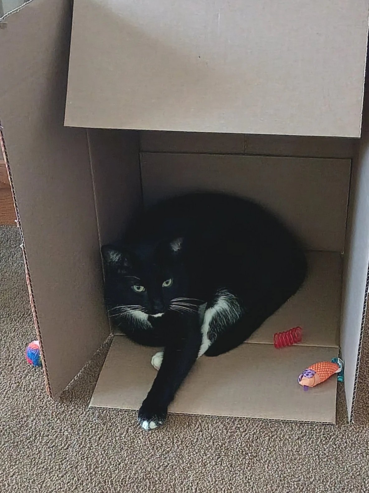 Adoption Update #2: Six Months of B-Rad!