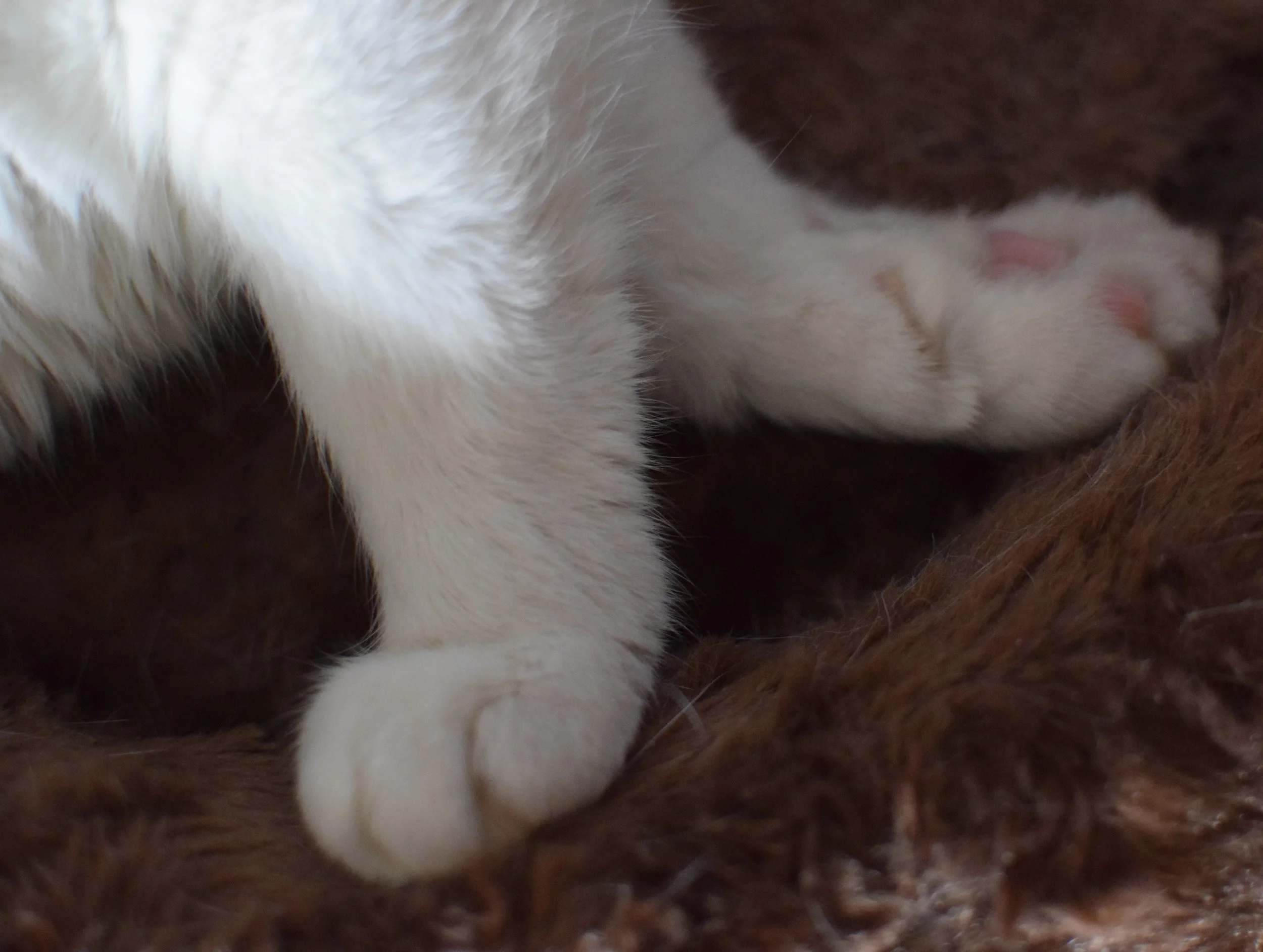 Cat Arthritis What it is and How to Help — Chicagoland Animal Rescue NFP