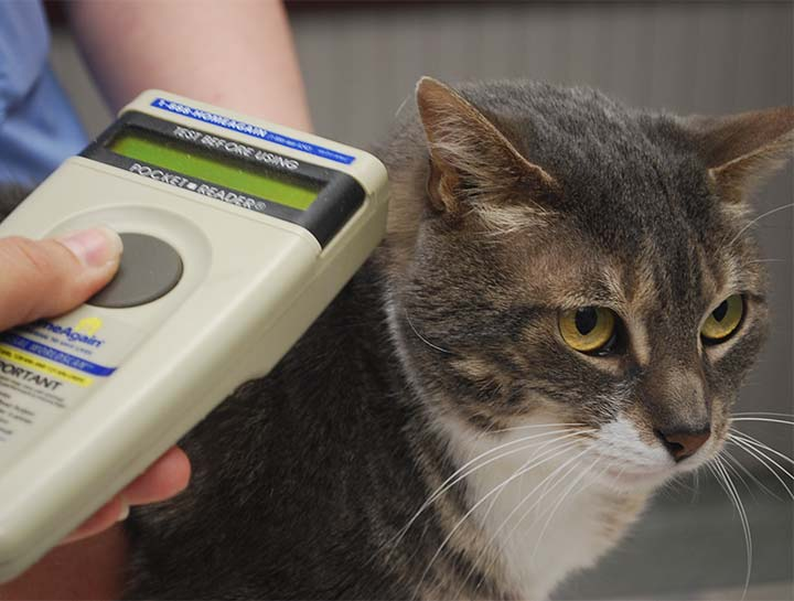 Microchip Infection Microchip FAQ — Chicagoland Animal Rescue NFP