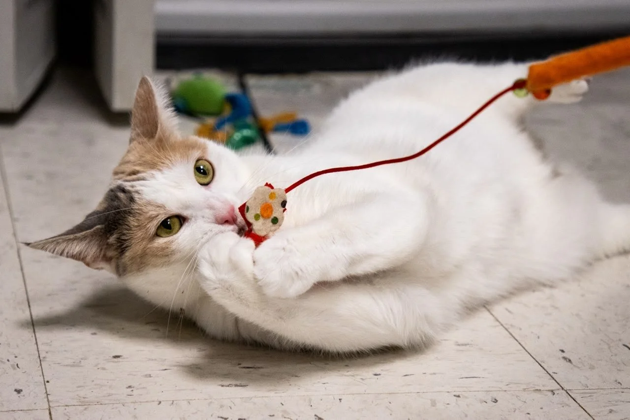 Cat playing with toy