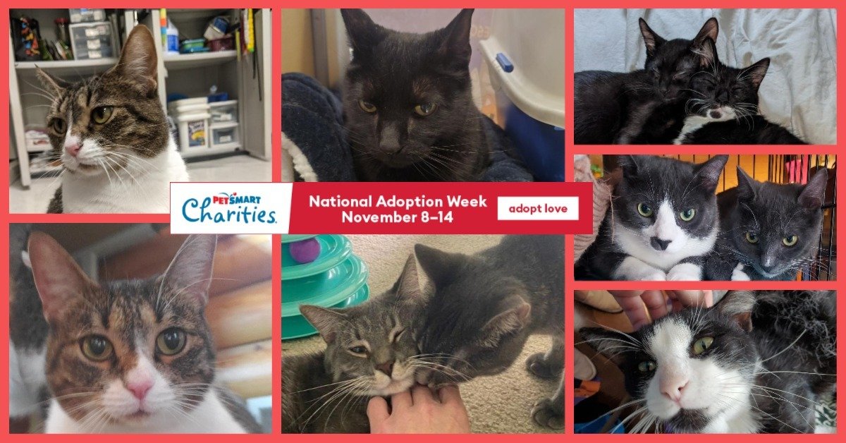 PetSmart Charities’ National Adoption Week — Chicagoland Animal Rescue NFP