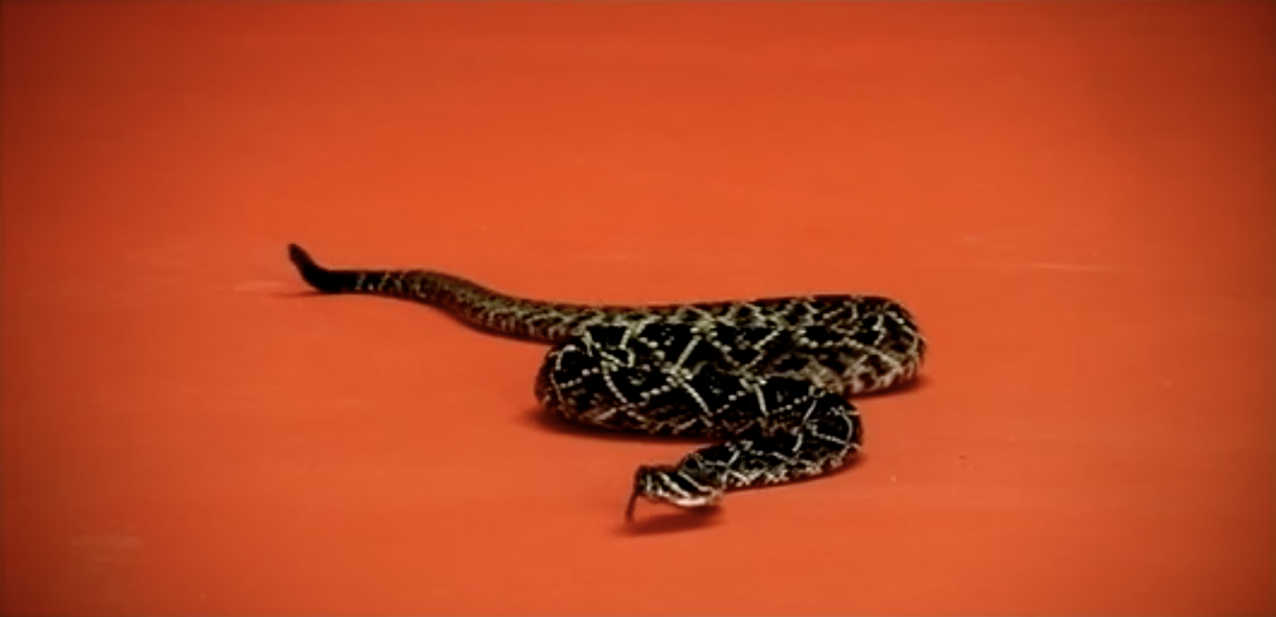 Screen Shot 2020-04-07 at 4.27.41 PM.png