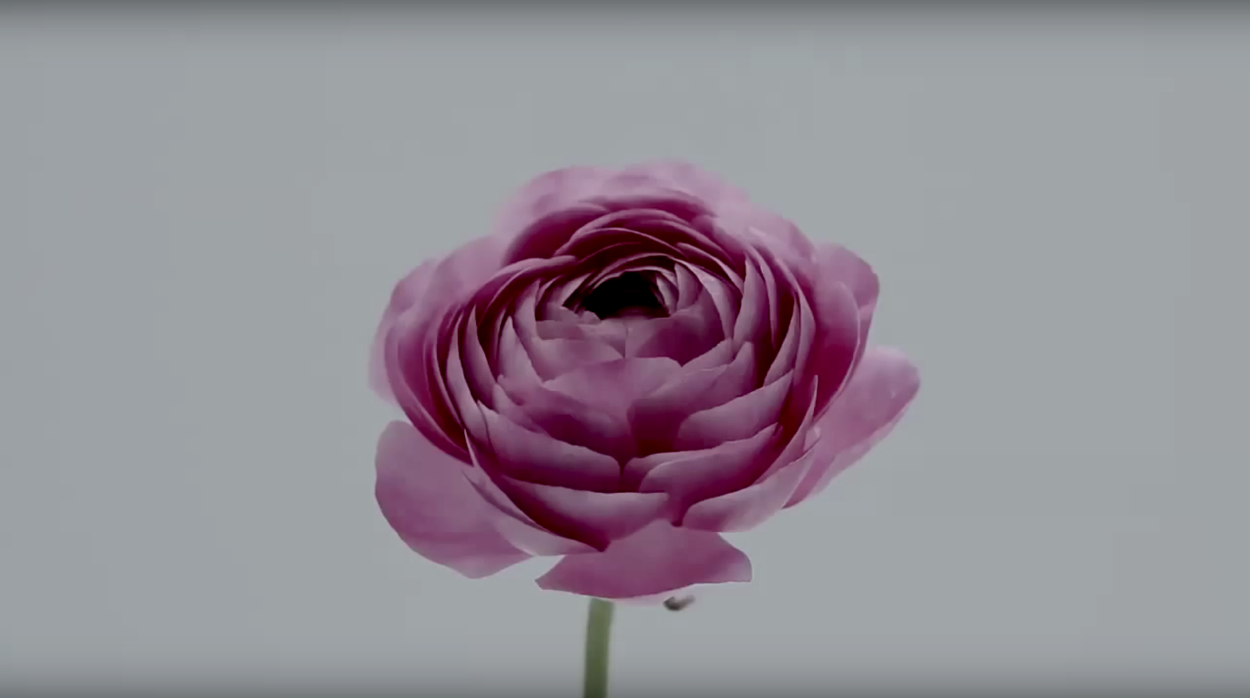 Screen Shot 2020-04-10 at 9.06.42 PM.png