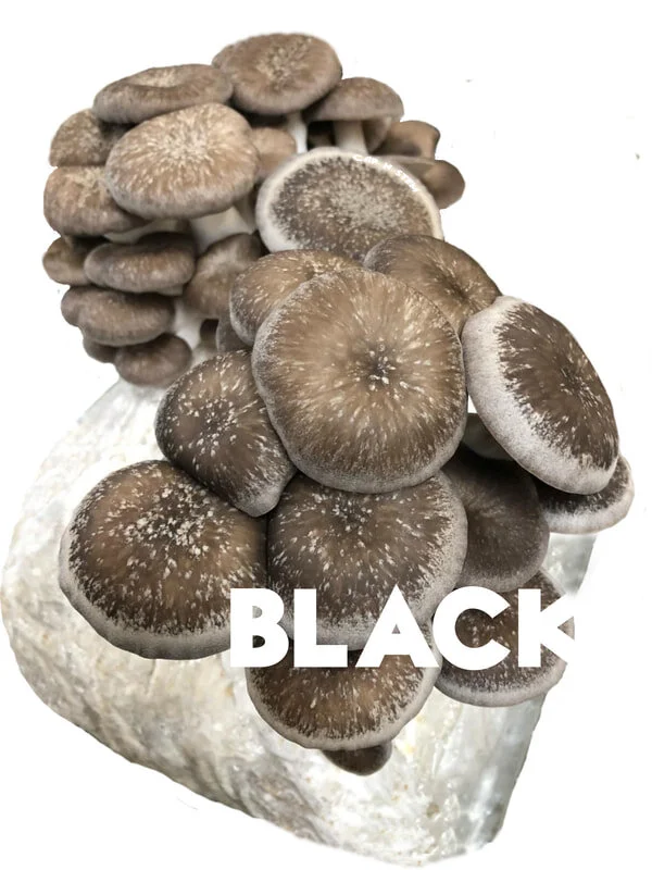 Black Oyster — Maine Cap N' Stem