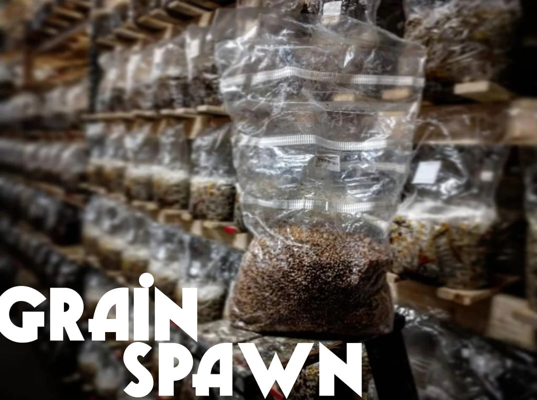 G2 Spawn — Maine Cap N' Stem