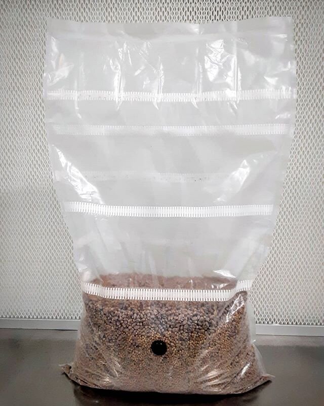 #liquidculture is the way of the future! Jump on the bandwagon! Snag a blank grain bag with an injection port on our website and go support our main man Andrew of @mossycreekmushrooms for some gnarly liquid genetics! 
#capnstem #shroomsofdoom #mainem