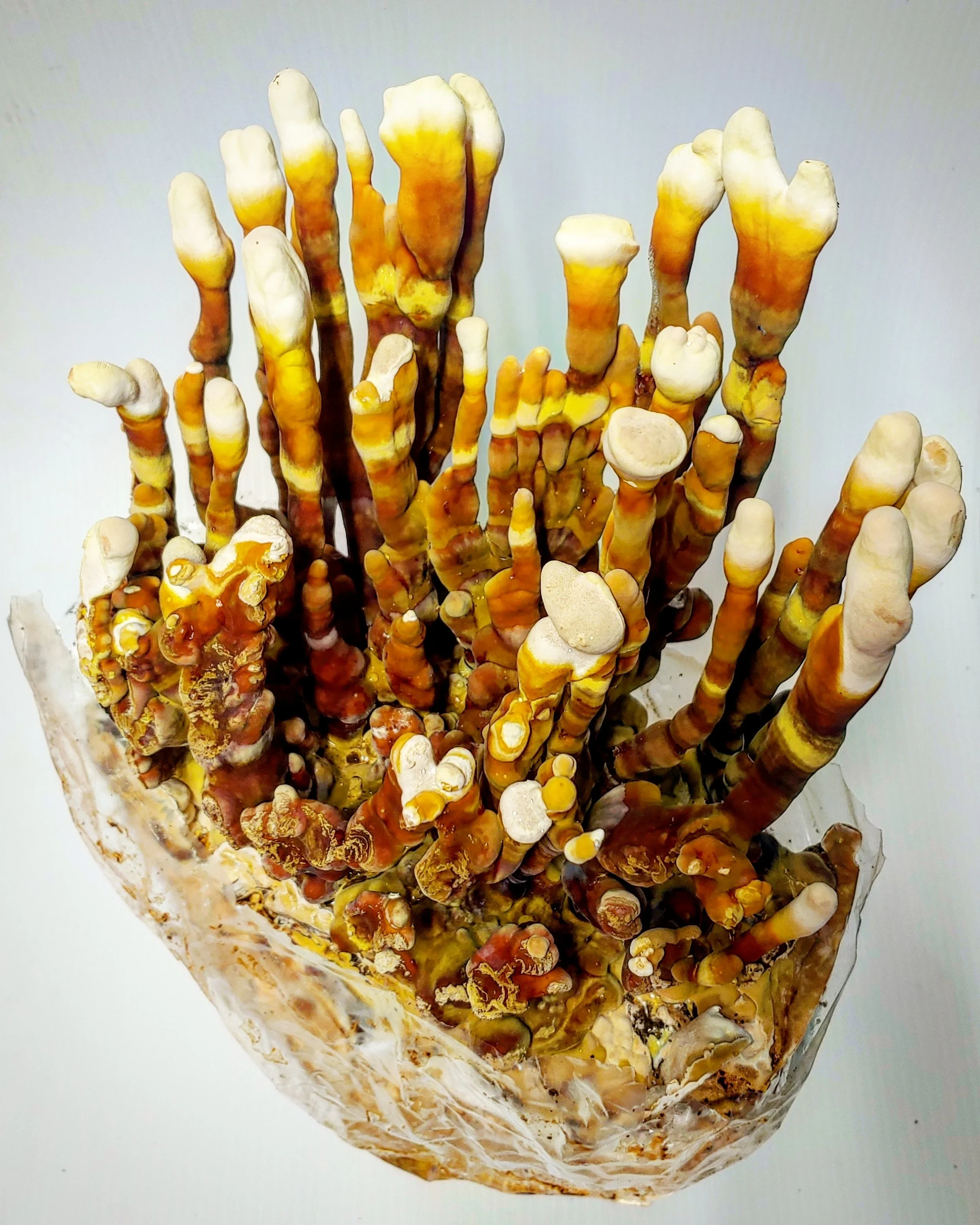 Services 1 — Maine Cap N' Stem