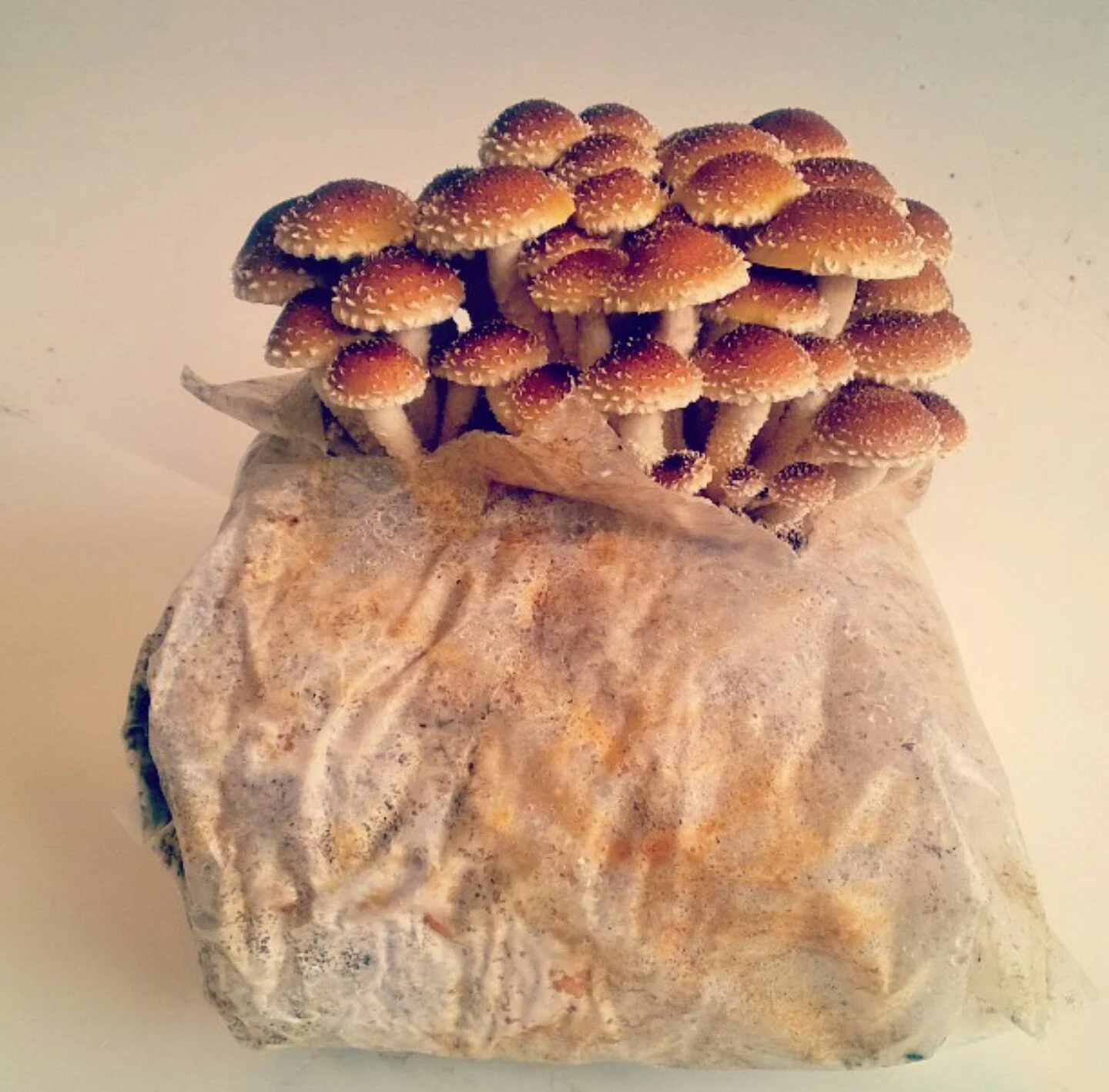 Services 1 — Maine Cap N' Stem