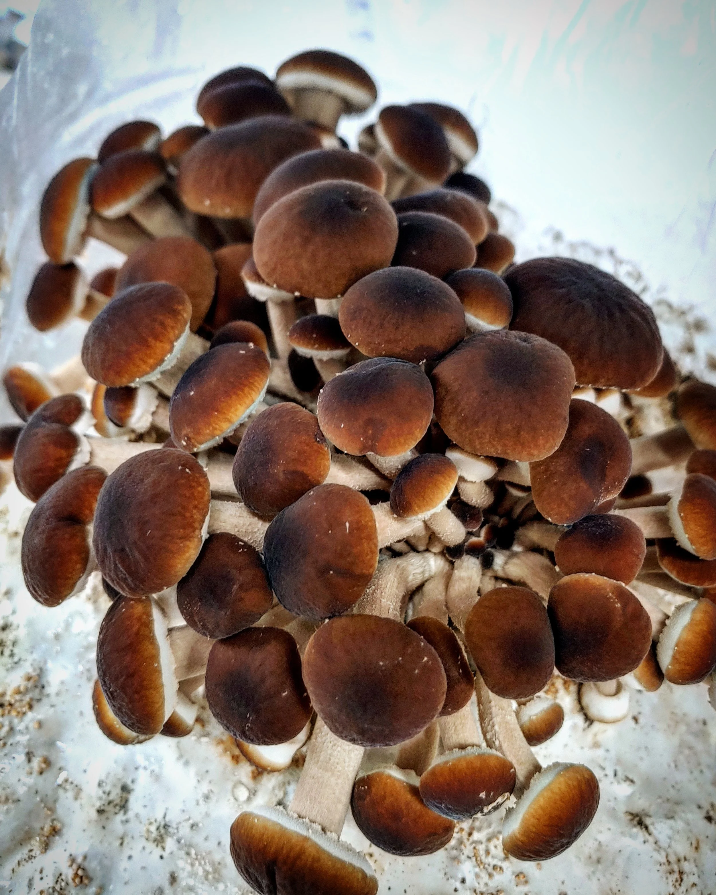 Services 1 — Maine Cap N' Stem