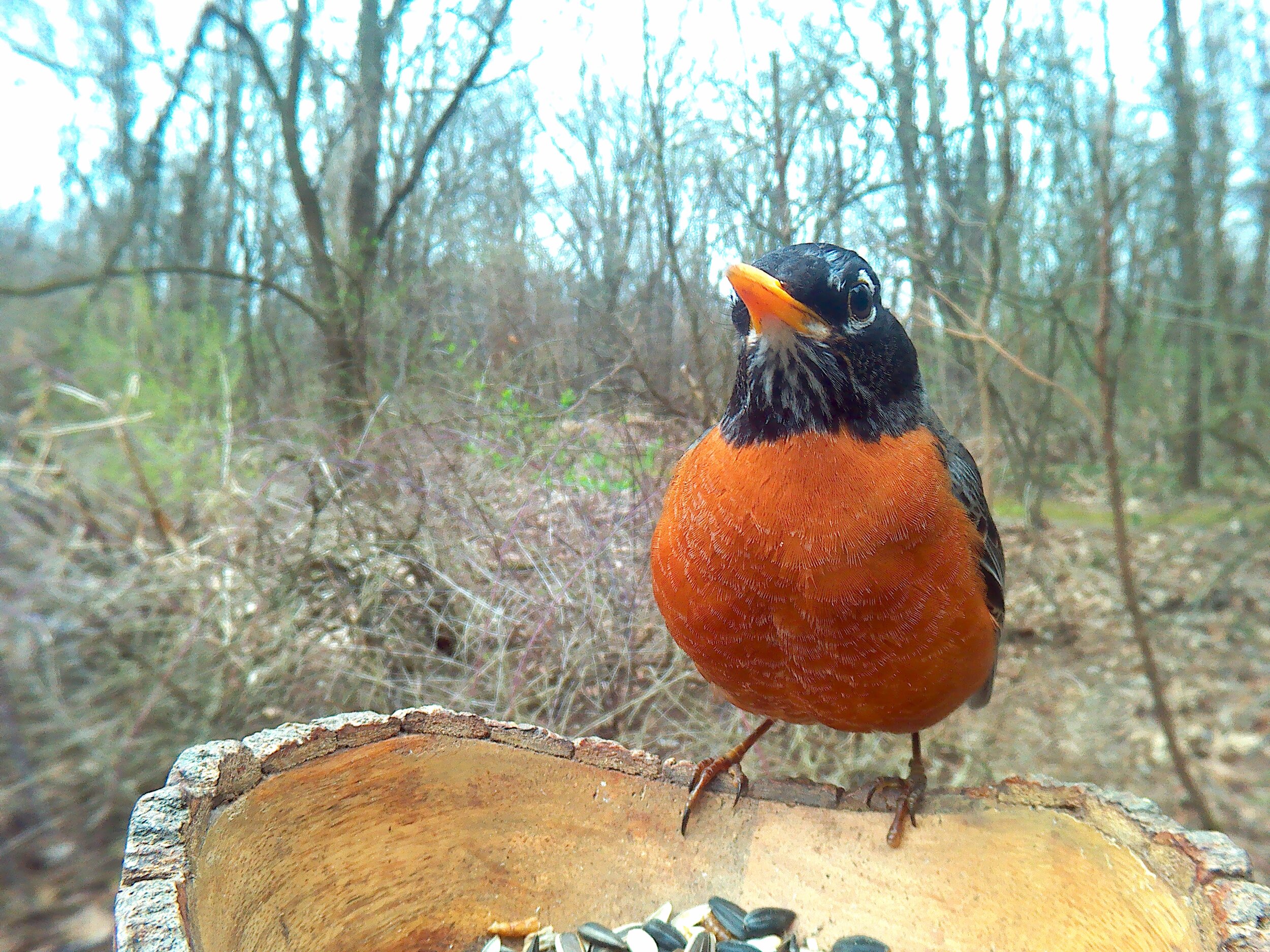 American Robin  Outdoor Alabama