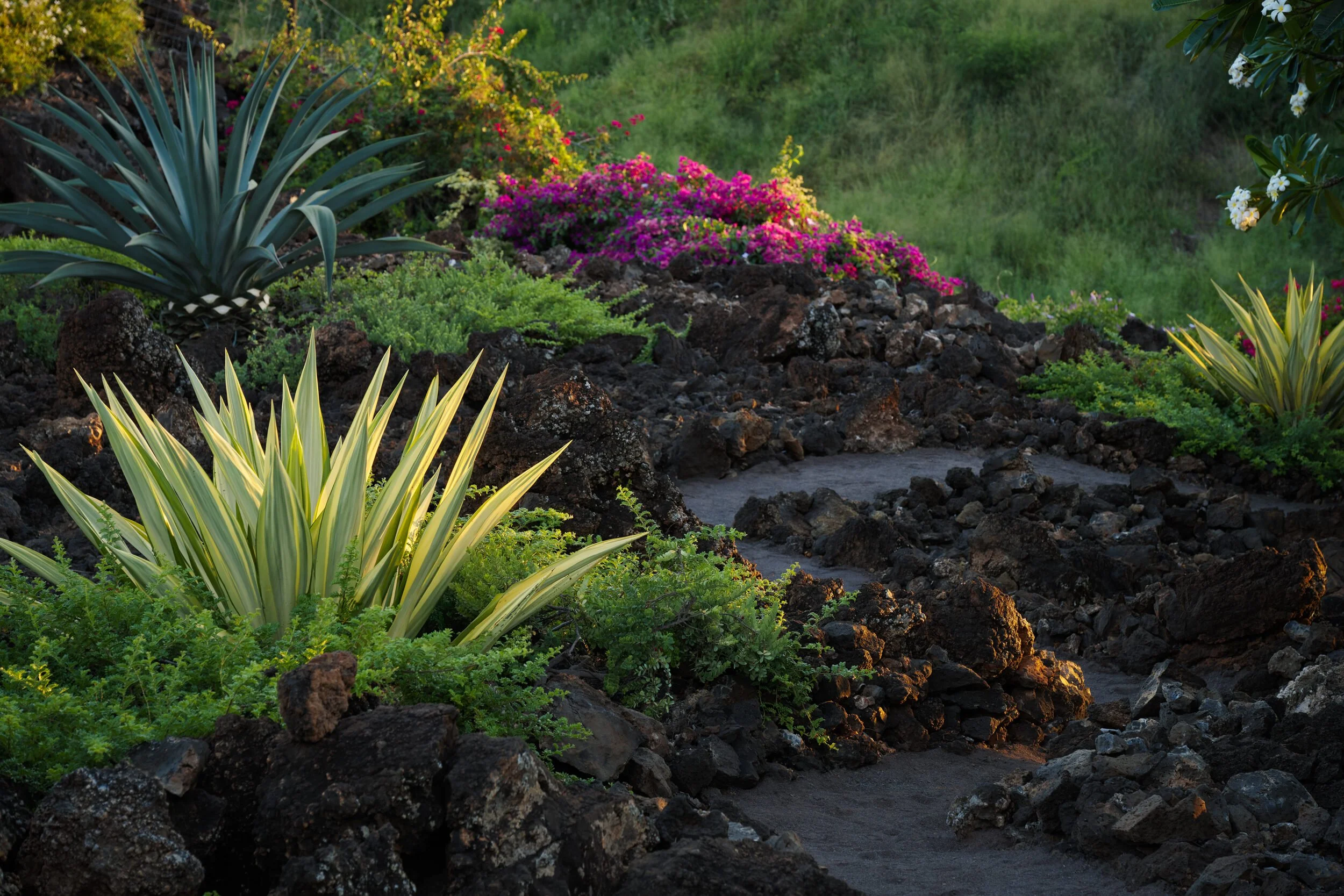 A garden with volcanic rocks, green plants, and colorful flowering bushes, including pink and white flowers, under natural sunlight.