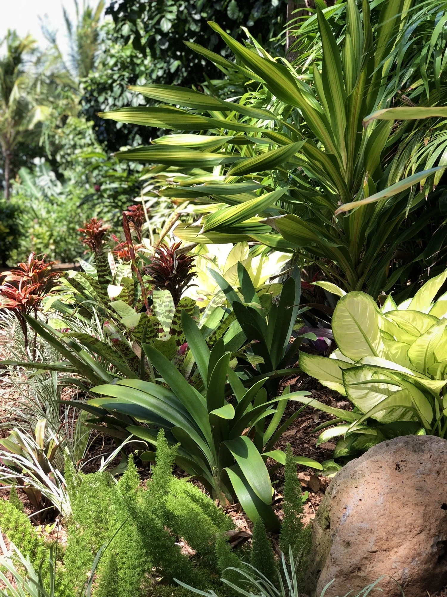 Maui landscape maintained by Blooming Gardens Inc.