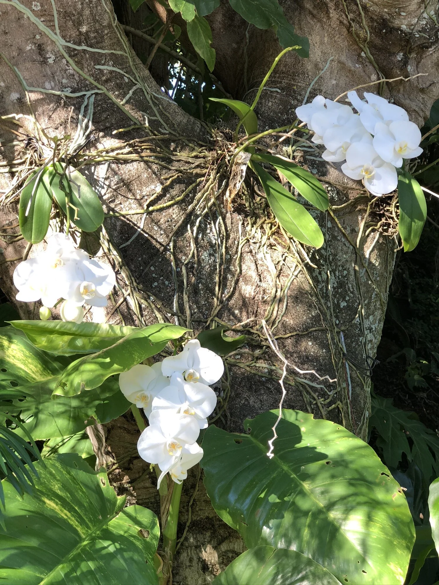 Maui landscape maintained by Blooming Gardens Inc.