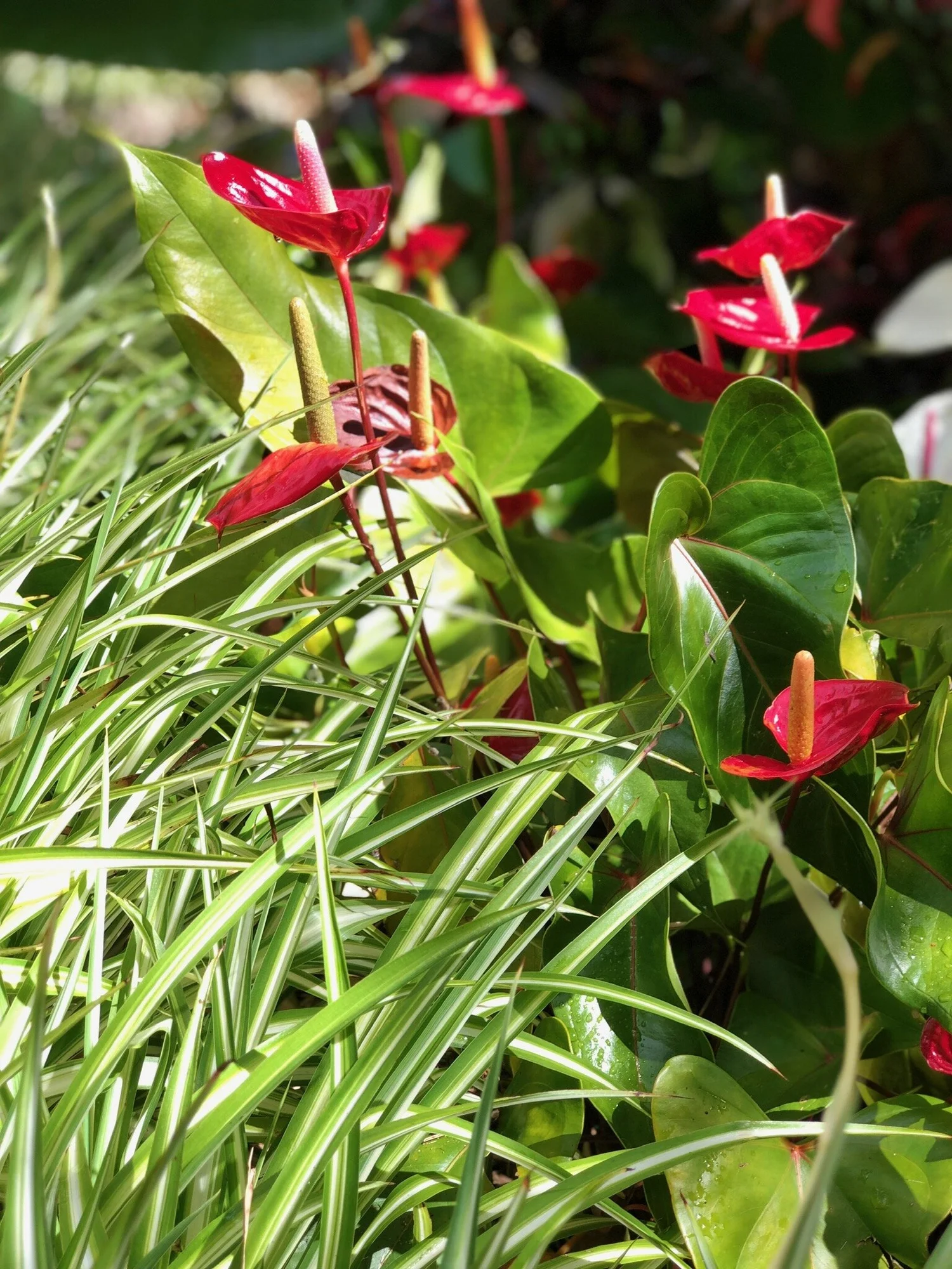 Maui landscape maintained by Blooming Gardens Inc.