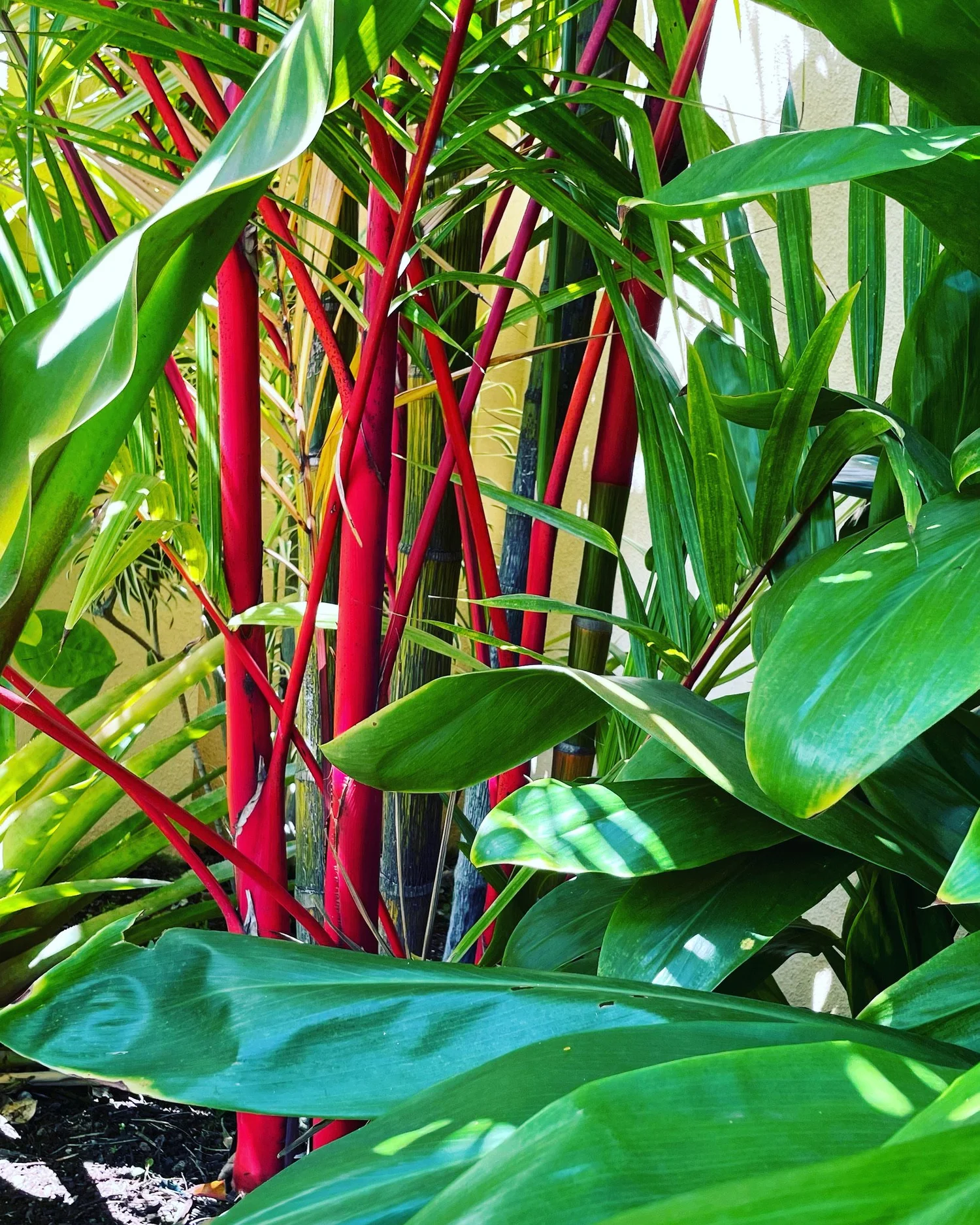 Maui landscape maintained by Blooming Gardens Inc.