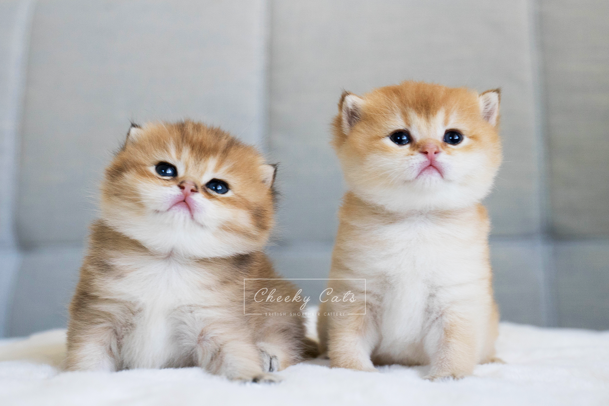 Ash and Ace (left to right)