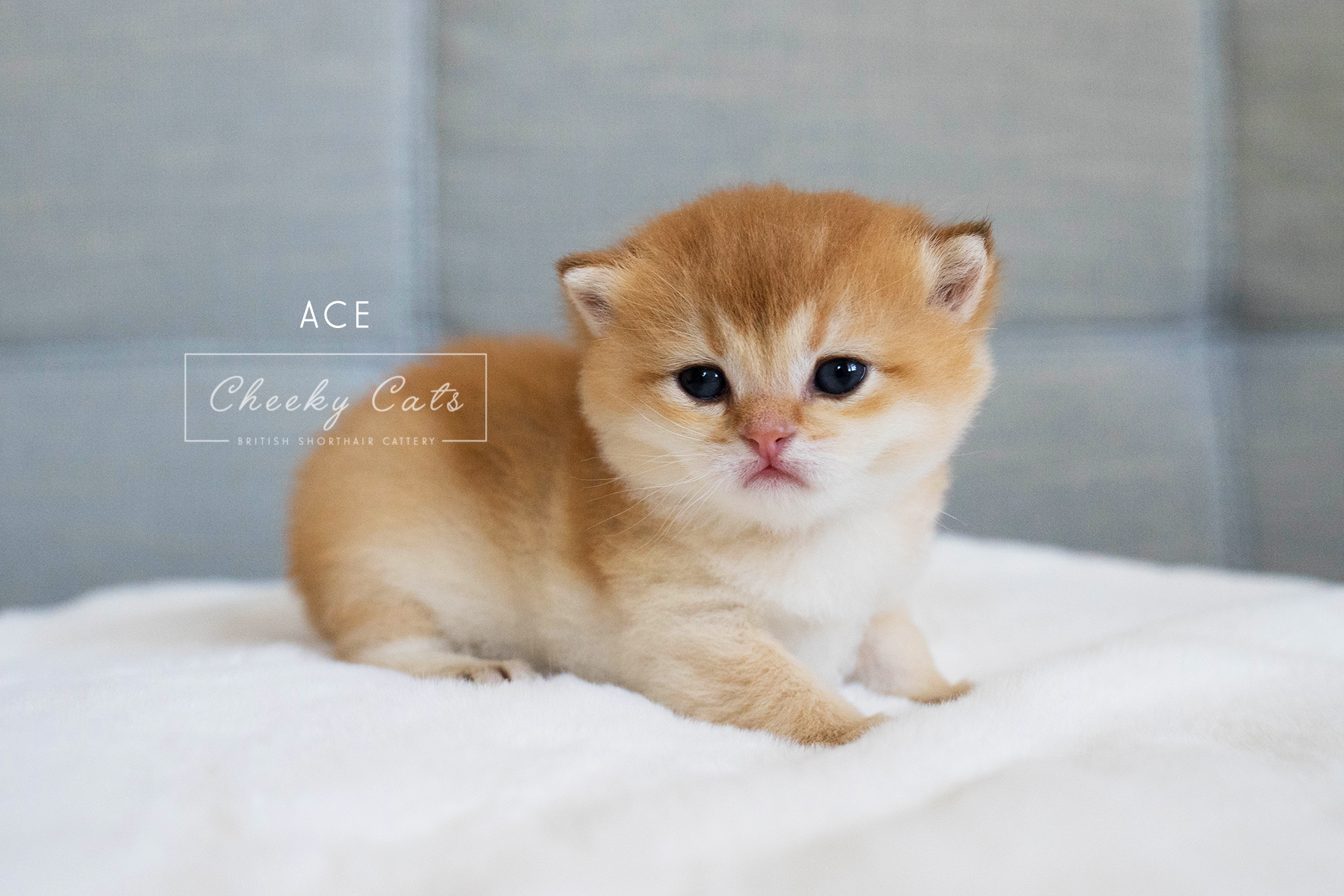 Ace (BY11)
