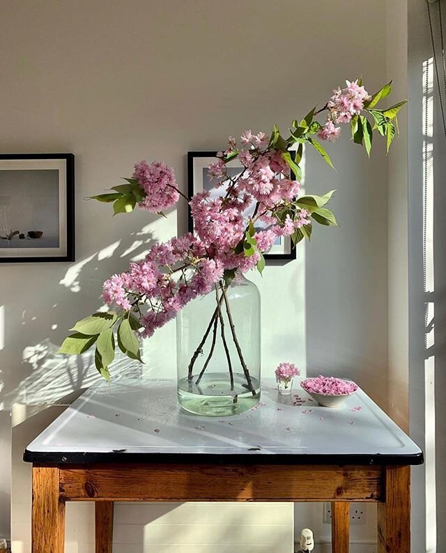 A perk of being home all day: afternoon light✨🌸 #stayhome &bull;
&bull;
&bull;
&bull;
@charlottebland