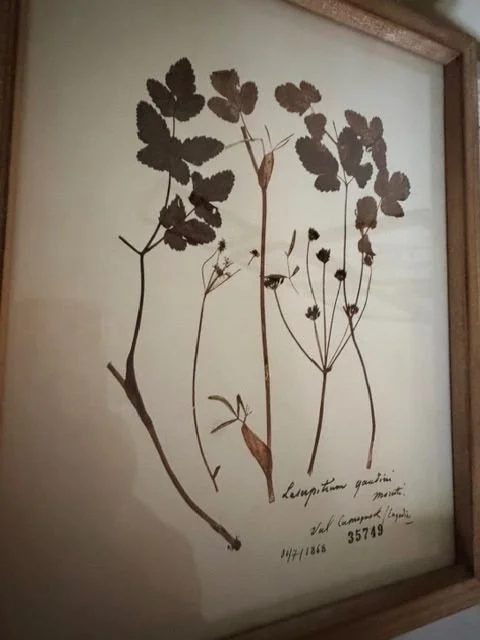 HuffmanBotanicals4.jpeg