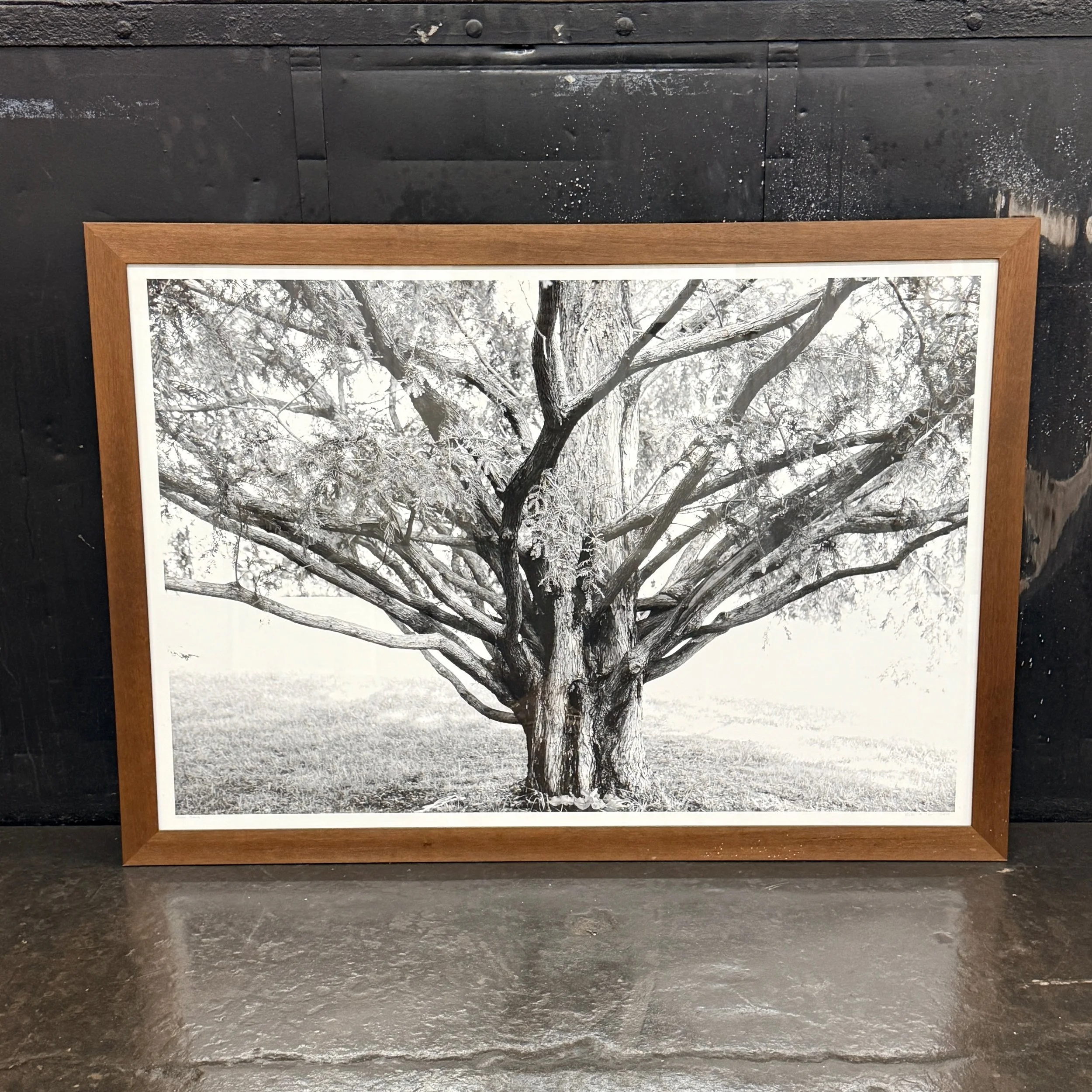 Reach, Framed Tree Photo